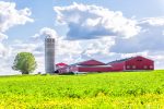 Landscape view of farm in Ile D’Orleans, Quebec, Canada with red harvest or crop storage silo building, green field of grass, dandelion flowers and cloudy, cloud sky