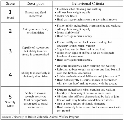 Quick guide to gait scoring - Dairy Producer