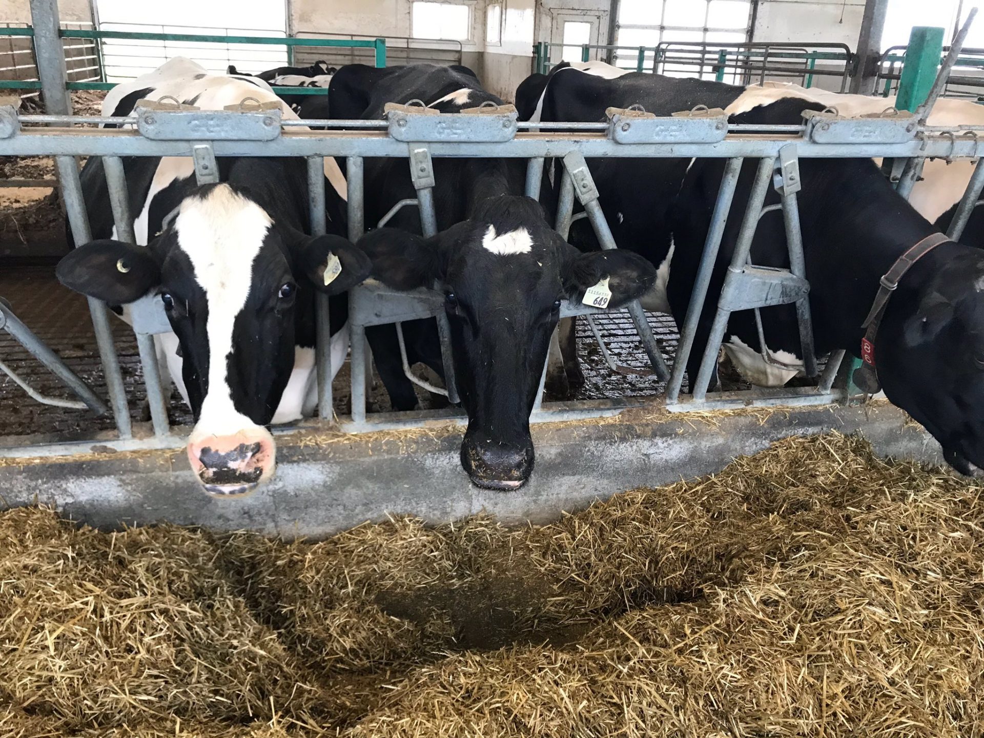 Dairy Podcast: Lee Nurse from Nurseland Farms discuss the North ...