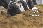 Maizex_Silage_300x250-2022