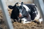 DMI-Holstein-Heifer-In-Bedding-Pack