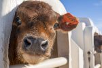 DMI-Jersey-Calf-In-Hutch