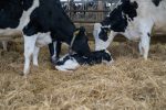 DMI-Newborn-Dairy-Calf